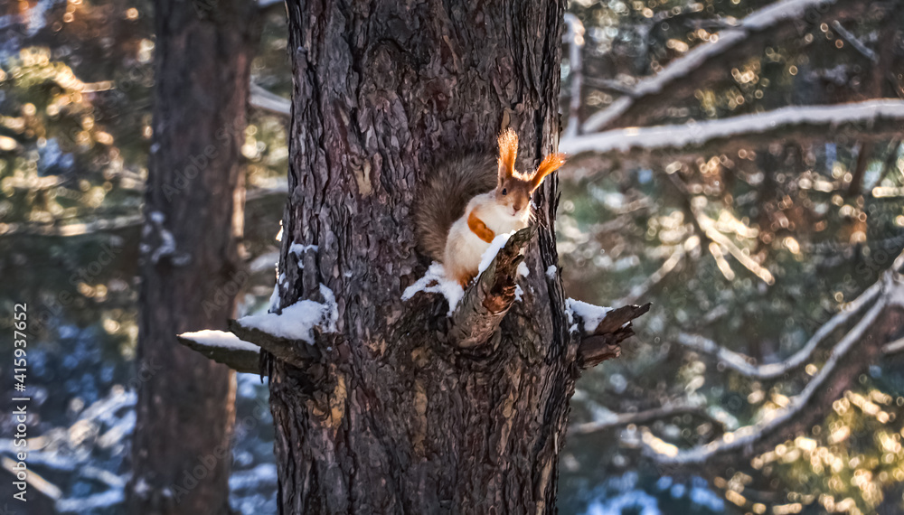 Cute squirrel on pine tree in winter forest Cute squirrel on pine tree in winter forest