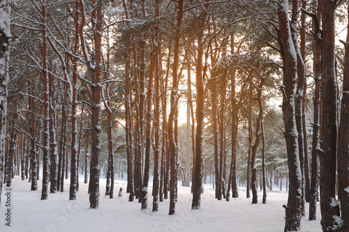 Picturesque view of beautiful snowy forest in winter morning