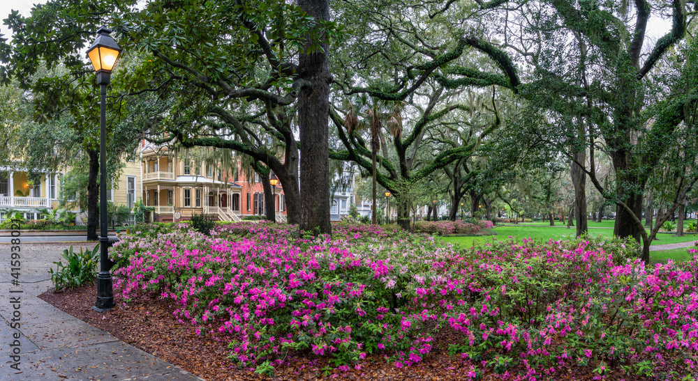 Colorful Spring Azalea in bloom at historic Savannah Forsyth park - Georgia