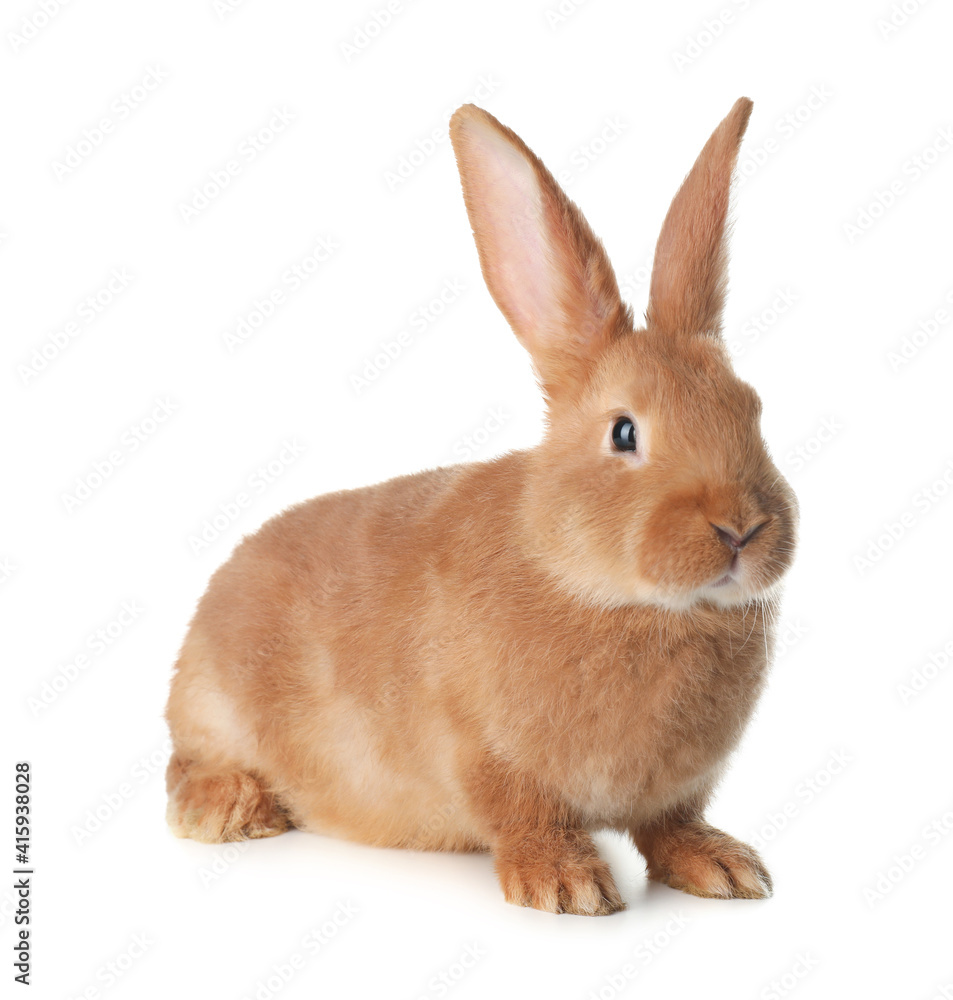 Obraz premium Cute bunny isolated on white. Easter symbol