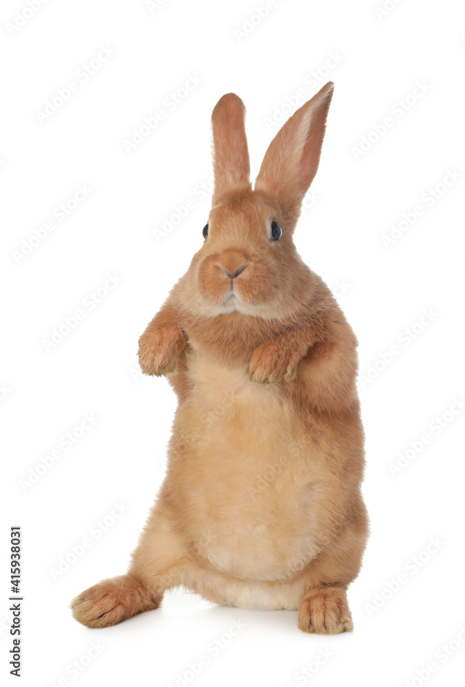 Obraz premium Cute bunny isolated on white. Easter symbol