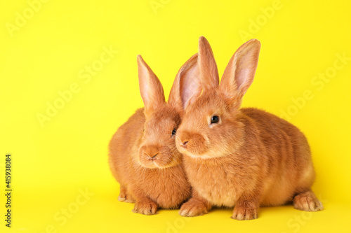 Cute bunnies on yellow background, space for text. Easter symbol © New Africa