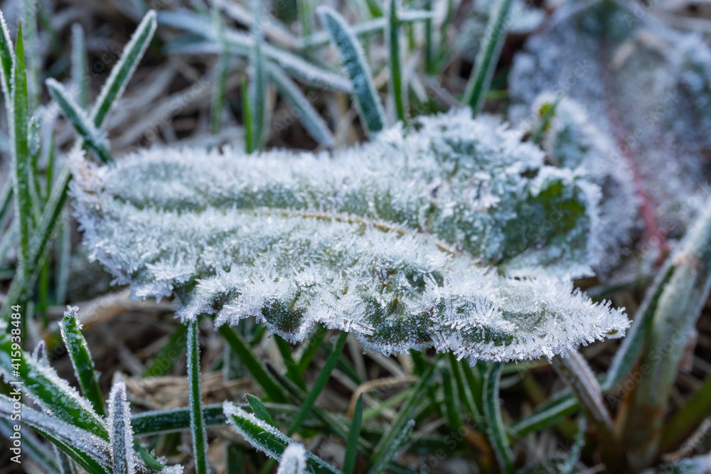 Fototapeta premium 緑の葉に降りた霜のクローズアップ