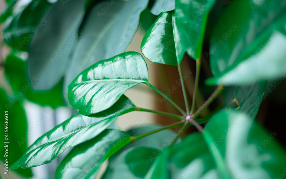 Green leaf close up Green leaf close up