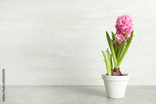 Fototapeta Naklejka Na Ścianę i Meble -  Beautiful hyacinth in flowerpot on light grey stone table. Space for text