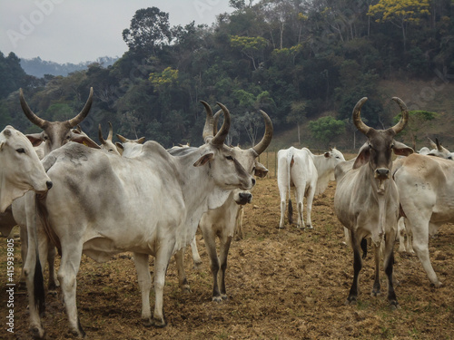 Wallpaper Mural cows in the mountains Torontodigital.ca