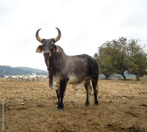 bull on the farm