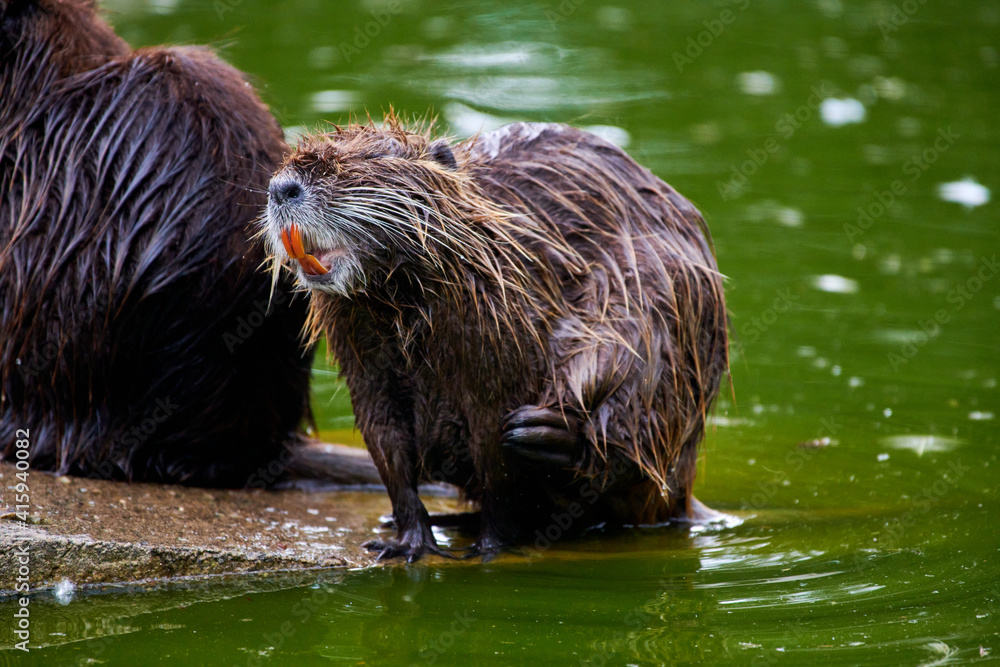 Eurasian beaver (castor fiber) sitting on a rock near water Eurasian beaver (castor fiber) sitting on a rock near water