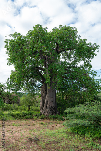 Baobab Tree in bush Tanzania