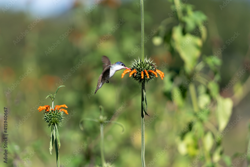 Fototapeta premium El colibrí está junto a la flor tomando su polen. 