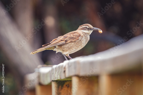 Closeup shot of buff-winged cinclodes with food on its beak photo