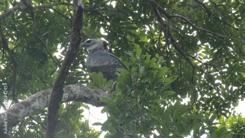 Wild harpy eagle in rainforest of Guyana, South America 