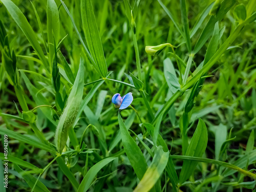 Lathyrus sativus, also known as grass pea, chickling pea, Indian pea, white pea and white vetch, is a legume commonly grown for human consumption and livestock feed in Asia and East Africa.