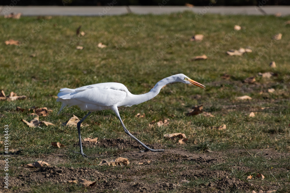 Fototapeta premium The Great Egret hunting