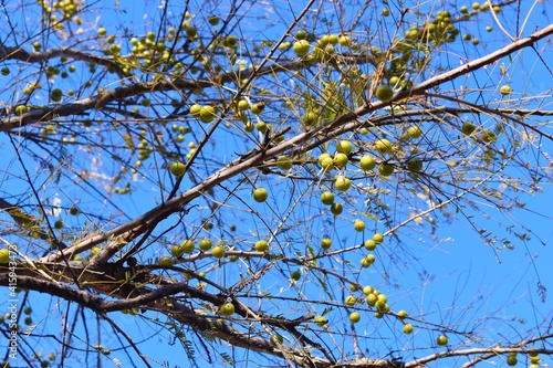 Indian Gooseberries or Amla fruit on tree against blue sky background © kiran