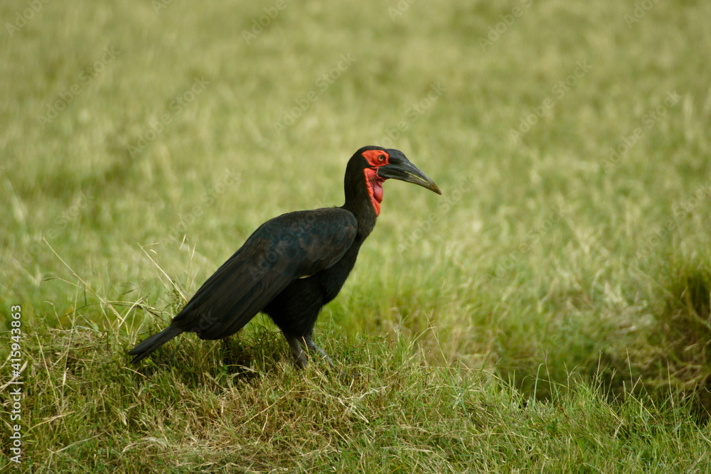 Fototapeta premium Ground hornbill, Masai Mara, Kenya