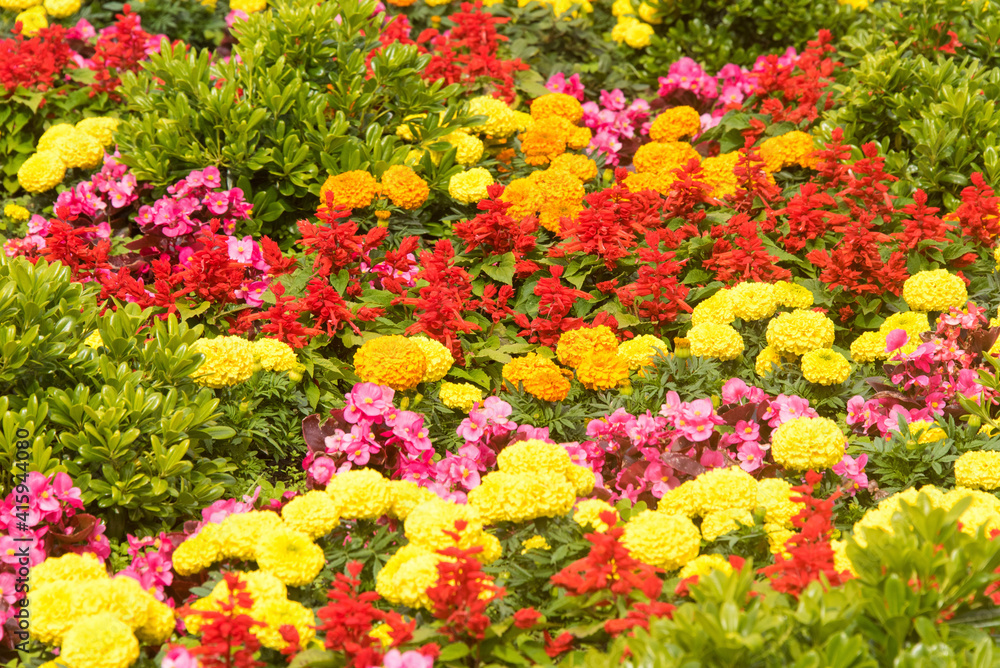 Croatia, Split. Brilliant colors flower beds around Franjo Tudman fountain.