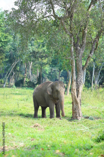 Photography Thai elephants living in the jungle