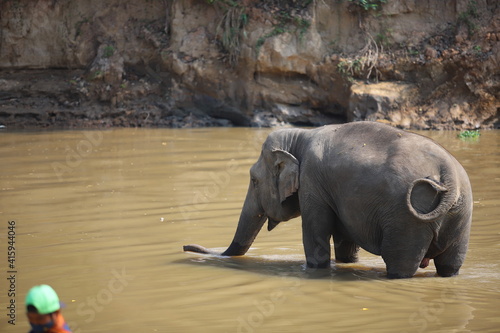 Thai elephants living in the jungle