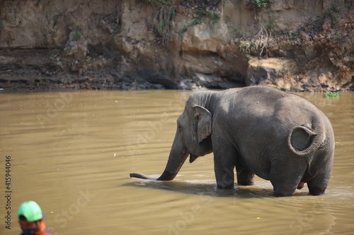 Photography Thai elephants living in the jungle