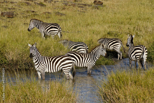 Burchell s zebras drinking at waterhole  Masai Mara  Kenya