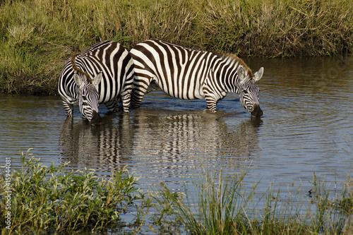 Burchell s zebras drinking at waterhole  Masai Mara  Kenya
