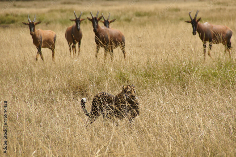 Naklejka premium Female African leopard carrying her cub in her mouth while topis watch, Masai Mara, Kenya