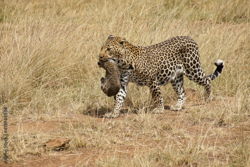 Female African leopard carrying her cub in her mouth, Masai Mara, Kenya
