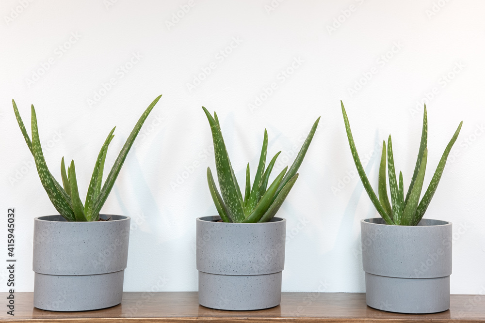 Grouping of potted aloe vera plants on a wooden shelf Grouping of potted aloe vera plants on a wooden shelf