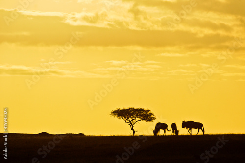 Silhouette of acacia tree and wildebeests at sunrise in Kenya, Africa
