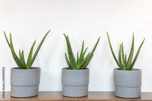 Grouping of potted aloe vera plants on a wooden shelf