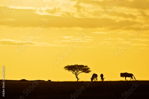 Silhouette of acacia tree and wildebeests at sunrise in Kenya  Africa