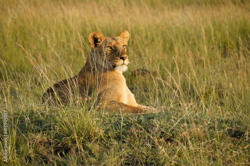 Lioness on termite mound in long grass, Masai Mara Game Reserve, Kenya