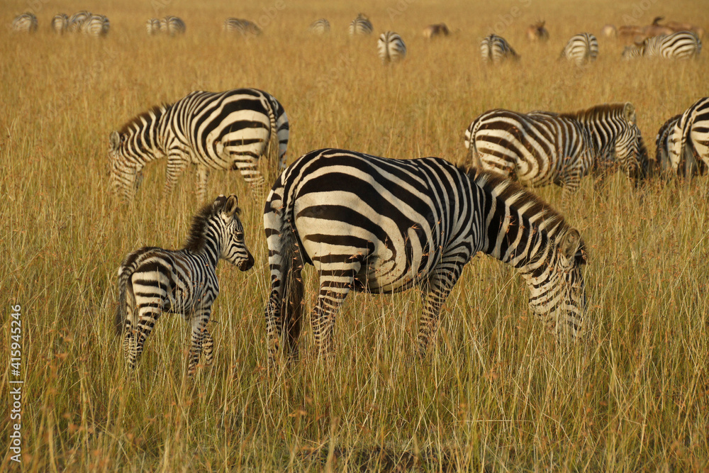 Herd of Burchell's (common, plains) zebras grazing in golden morning light, Masai Mara Game Reserve, Kenya Herd of Burchell's (common, plains) zebras grazing in golden morning light, Masai Mara Game Reserve, Kenya
