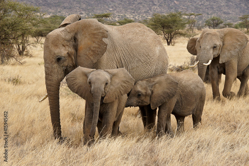 Photography African elephants with young, Samburu Game Reserve, Kenya