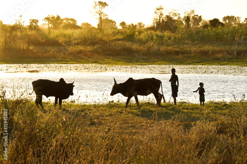 Young Malagasy boys water their zebus at a pond near Morondava, Madagascar, in golden late-afternoon light.