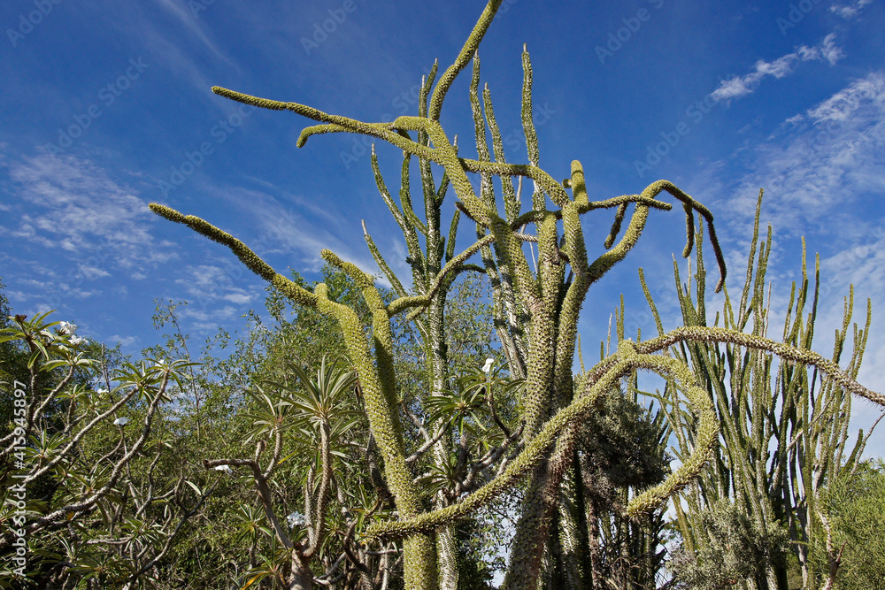 Madagascar ocotillo (Alluaudia procera) in spiny forest at Berenty Reserve, Madagascar Madagascar ocotillo (Alluaudia procera) in spiny forest at Berenty Reserve, Madagascar
