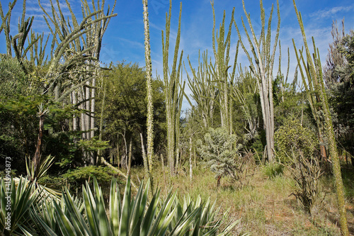 Spiny forest at Berenty Reserve, Madagascar