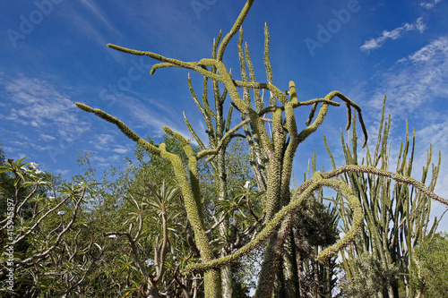 Madagascar ocotillo (Alluaudia procera) in spiny forest at Berenty Reserve, Madagascar