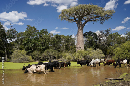 Zebus drinking at waterhole with baobab tree, Morondava, Madagascar