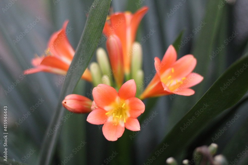 Fototapeta premium Pretty Flower
