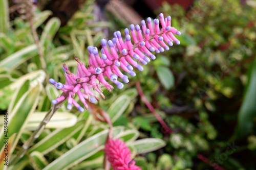 pink and white flower