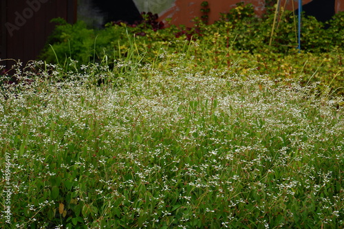 flowers in the garden