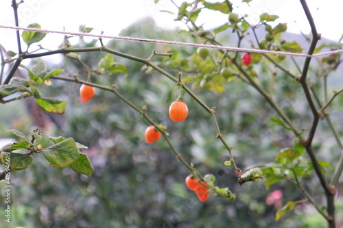 chillies on a branch