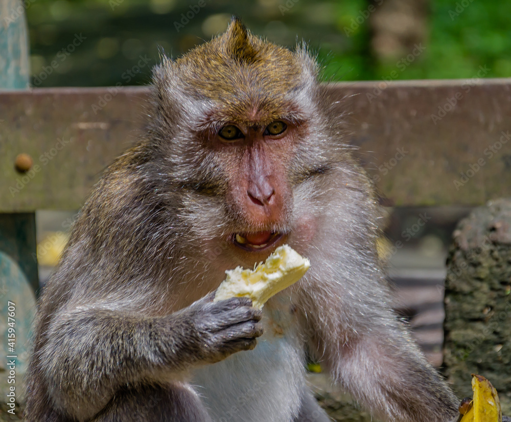 Obraz premium Banana is hungry monkey hand