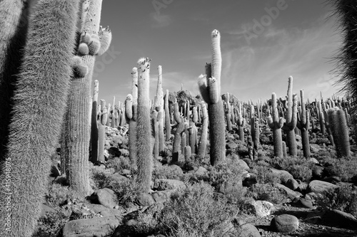 saguaro cactus in state