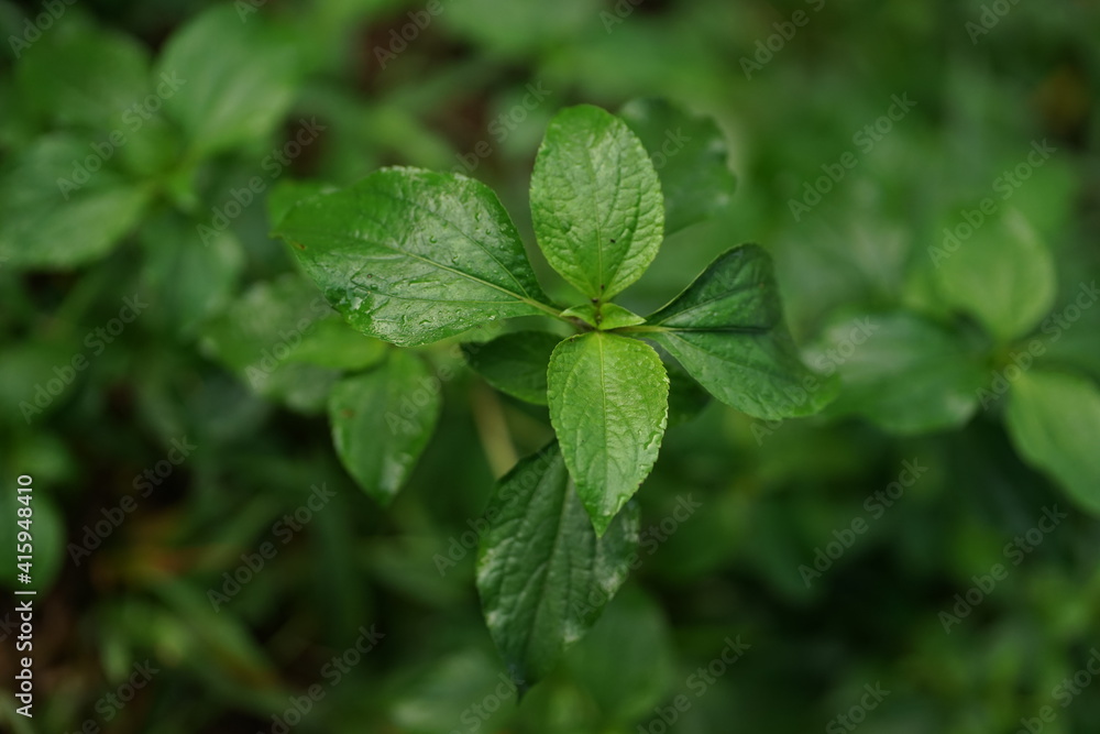 fresh mint on the ground fresh mint on the ground