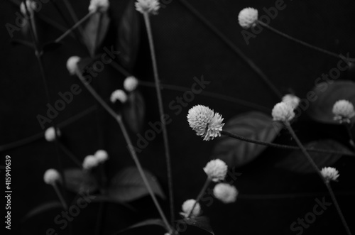 Black and white image of Dentata ruby flowers