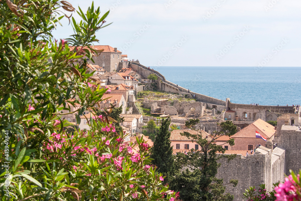 Croatia, Dubrovnik. Walled city old town viewed from hill. Blooming oleander frames.