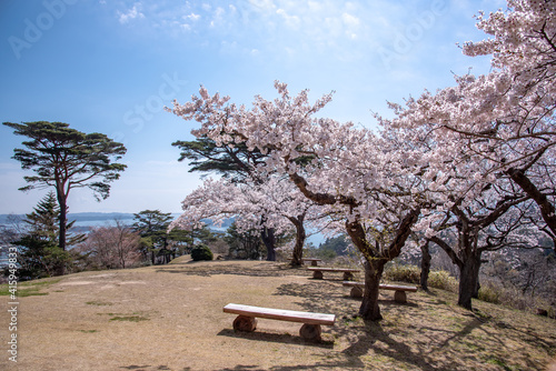 Cerejeiras em Matsushima.